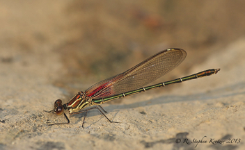 Hetaerina americana, male